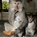 monkey_macaque_balinese_mf_ubud_v_0461_bal0462.jpg
